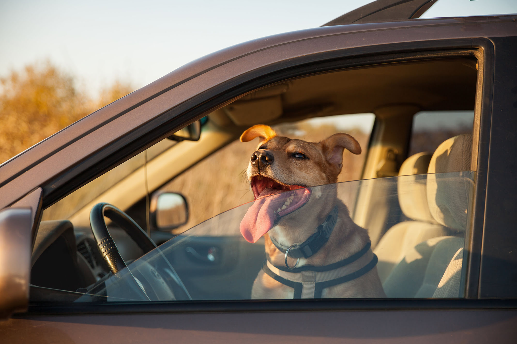 How Long Can You Leave A Dog In A Car With Windows Open