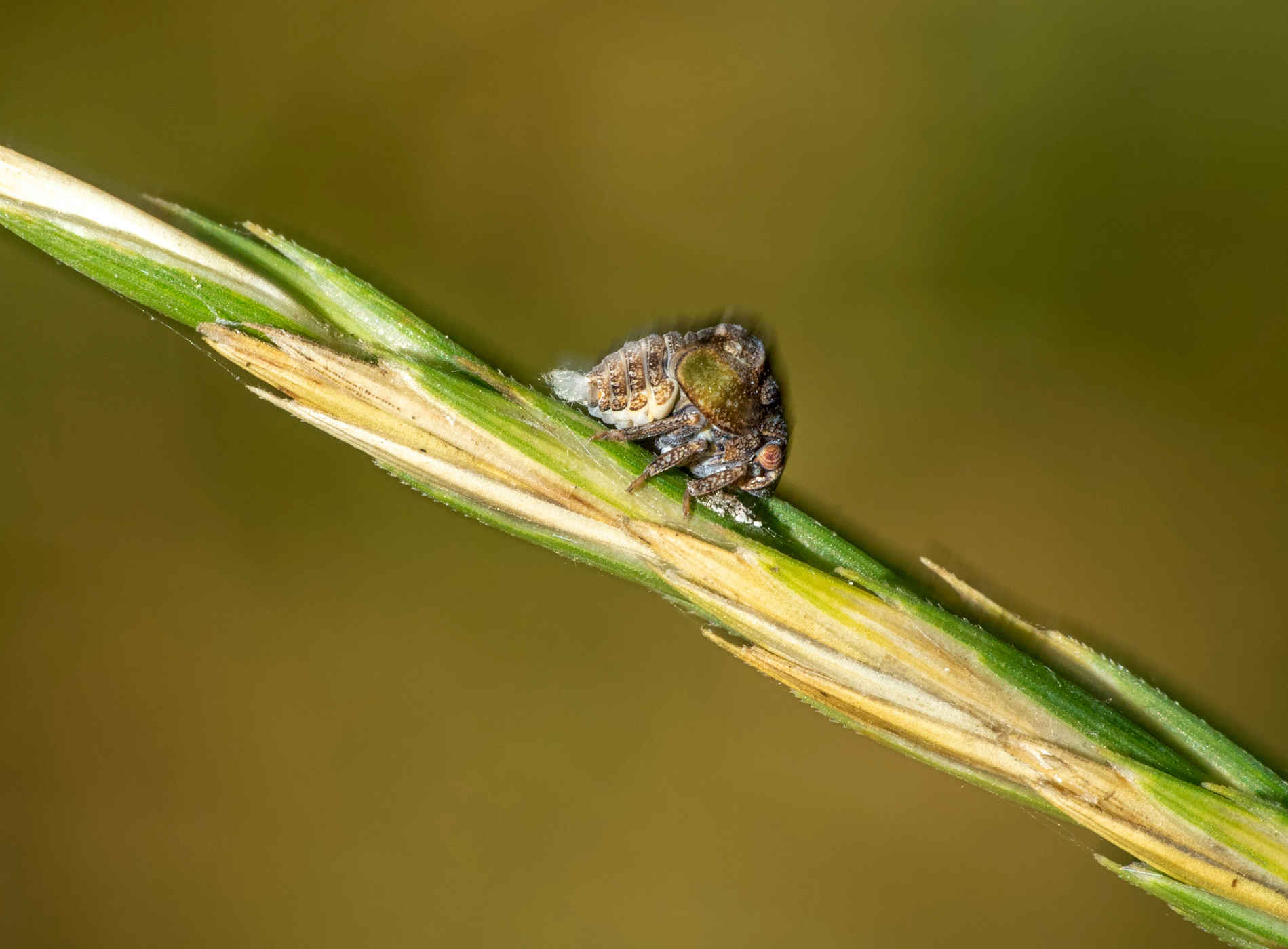 How Long Do Fleas Live In Grass