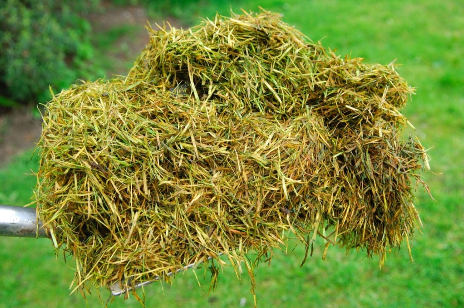 How Long Do Grass Clippings Take To Decompose