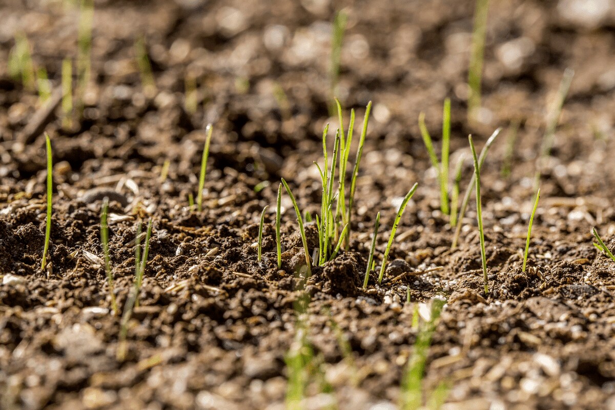 How Long Does Grass Seed Take To Sprout