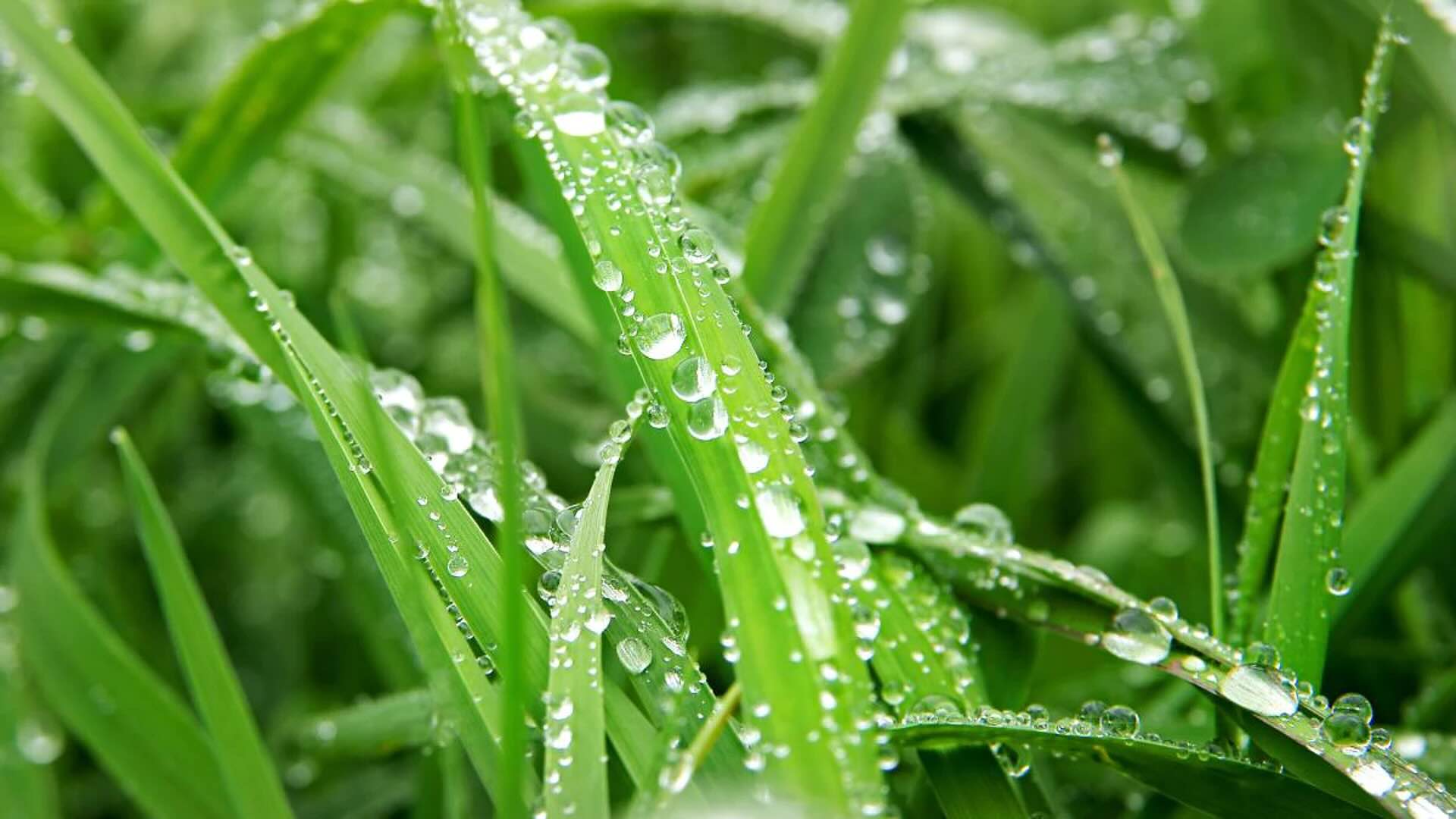 How Long Does Grass Stay Wet After Rain