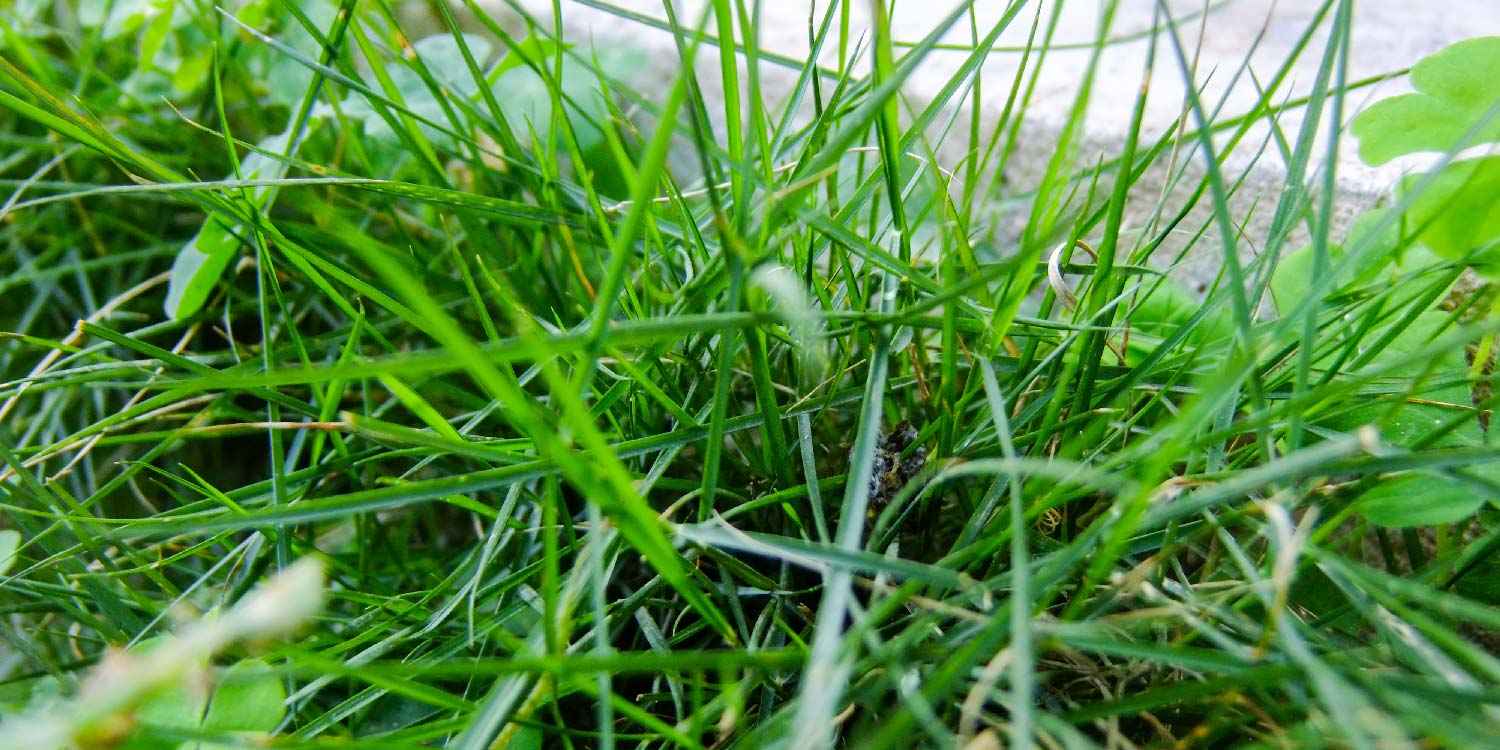 How Long Does It Take Bermuda Grass To Germinate