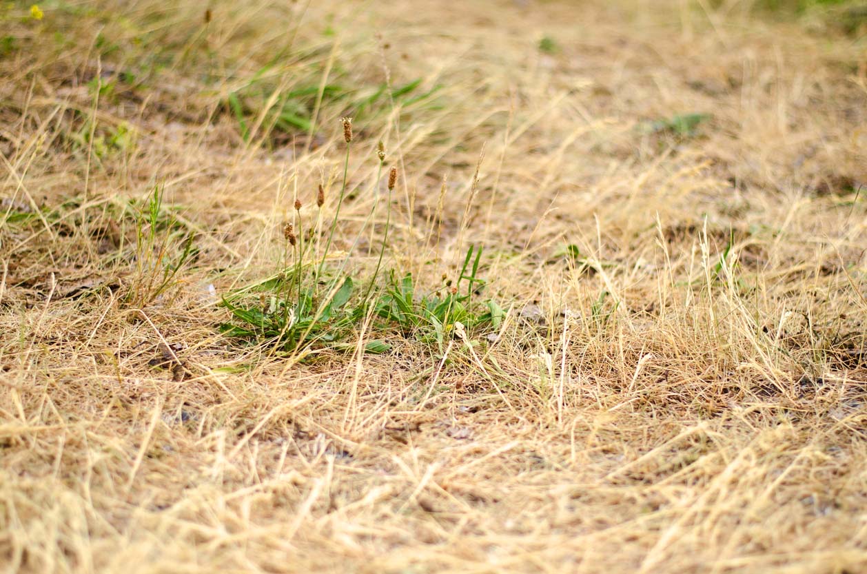 How Long Does It Take Dead Grass To Grow Back | Storables