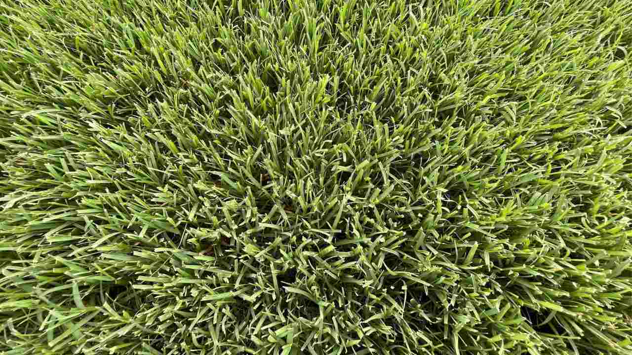 How Long Does It Take For Bermuda Grass To Spread