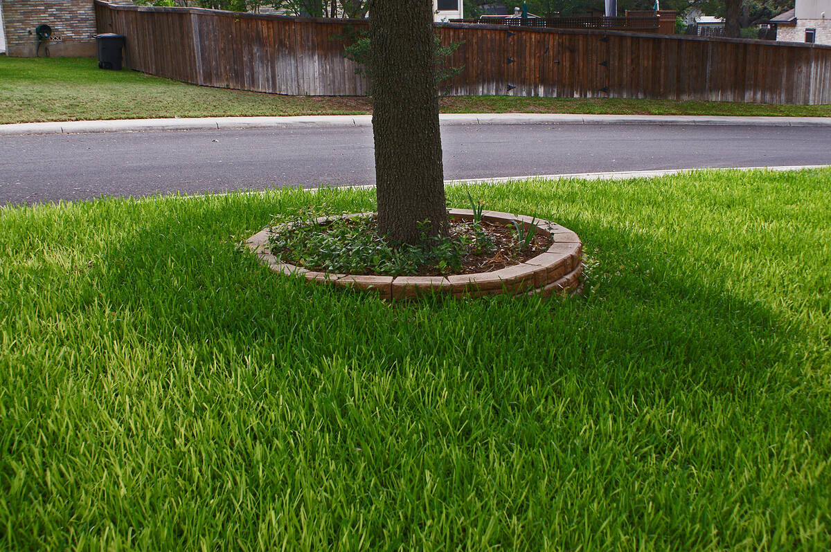 How Long Does It Take St. Augustine Grass To Spread