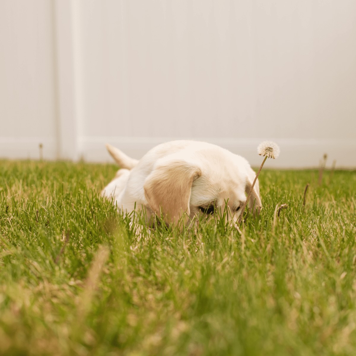 How Long Does Parvo Live In Grass