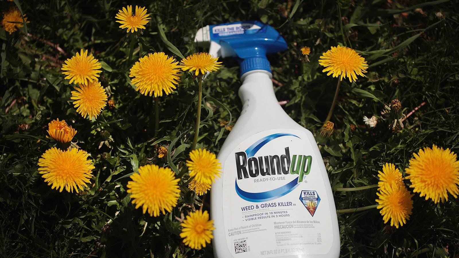 How Long Does Roundup Weed And Grass Killer Take To Work