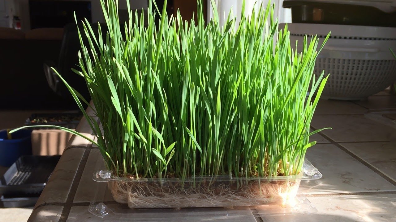 How Long Does Wheatgrass Live