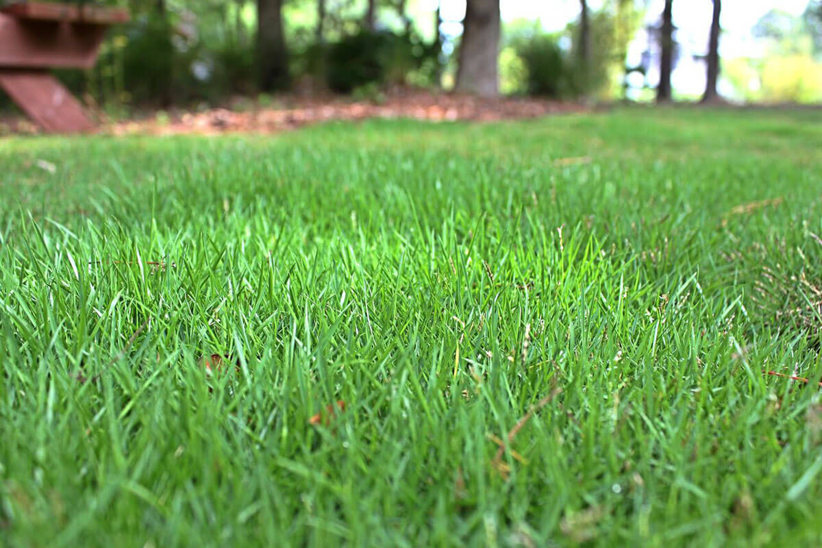 How Long Does Zoysia Grass Take To Grow