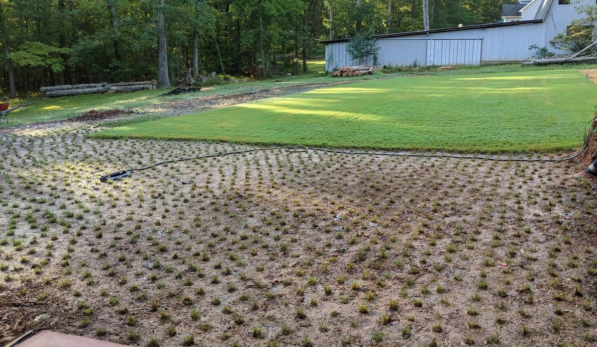 How Long For Grass Plugs To Fill In