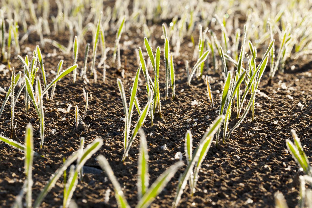 How Long For Rye Grass Seed To Sprout