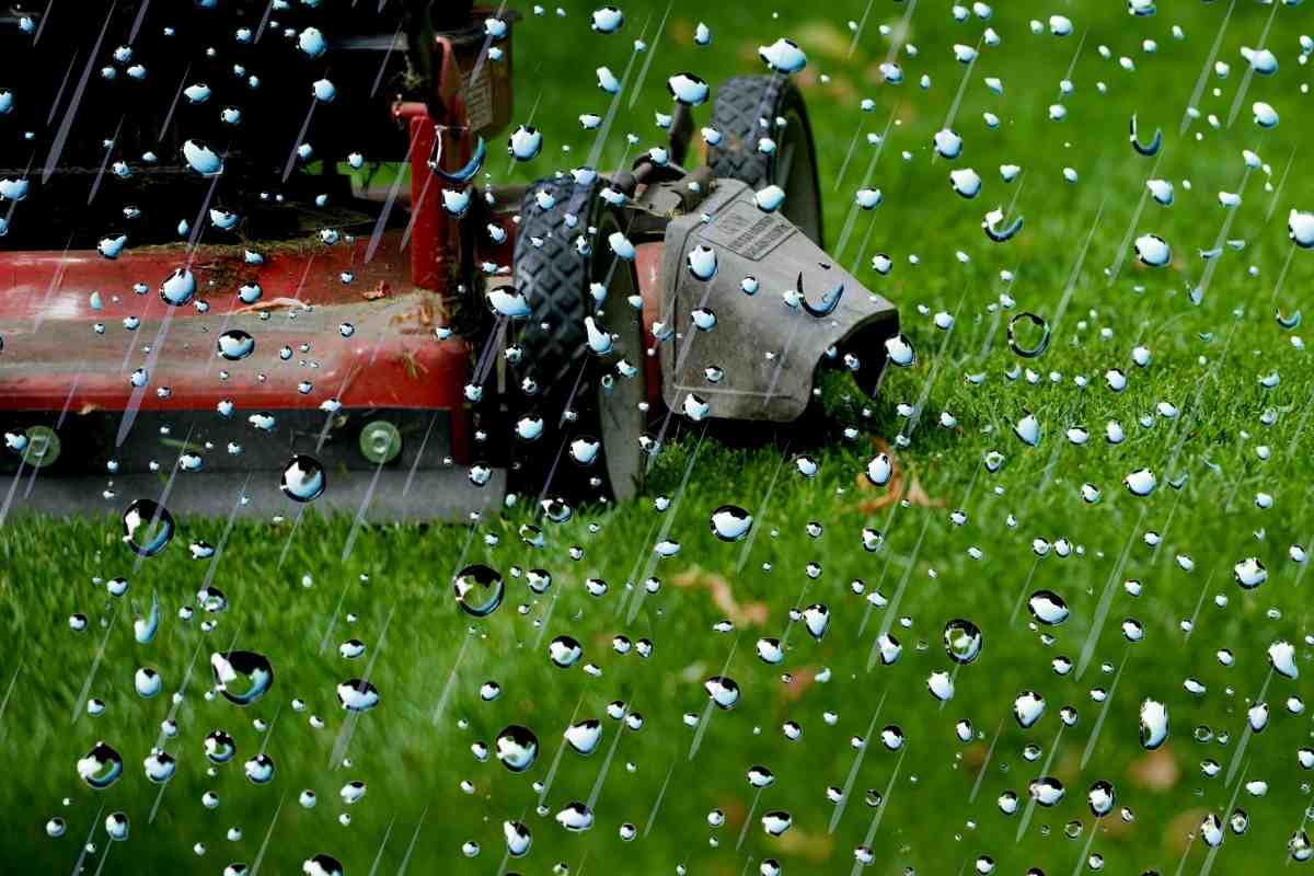 How Long To Cut Grass After Rain