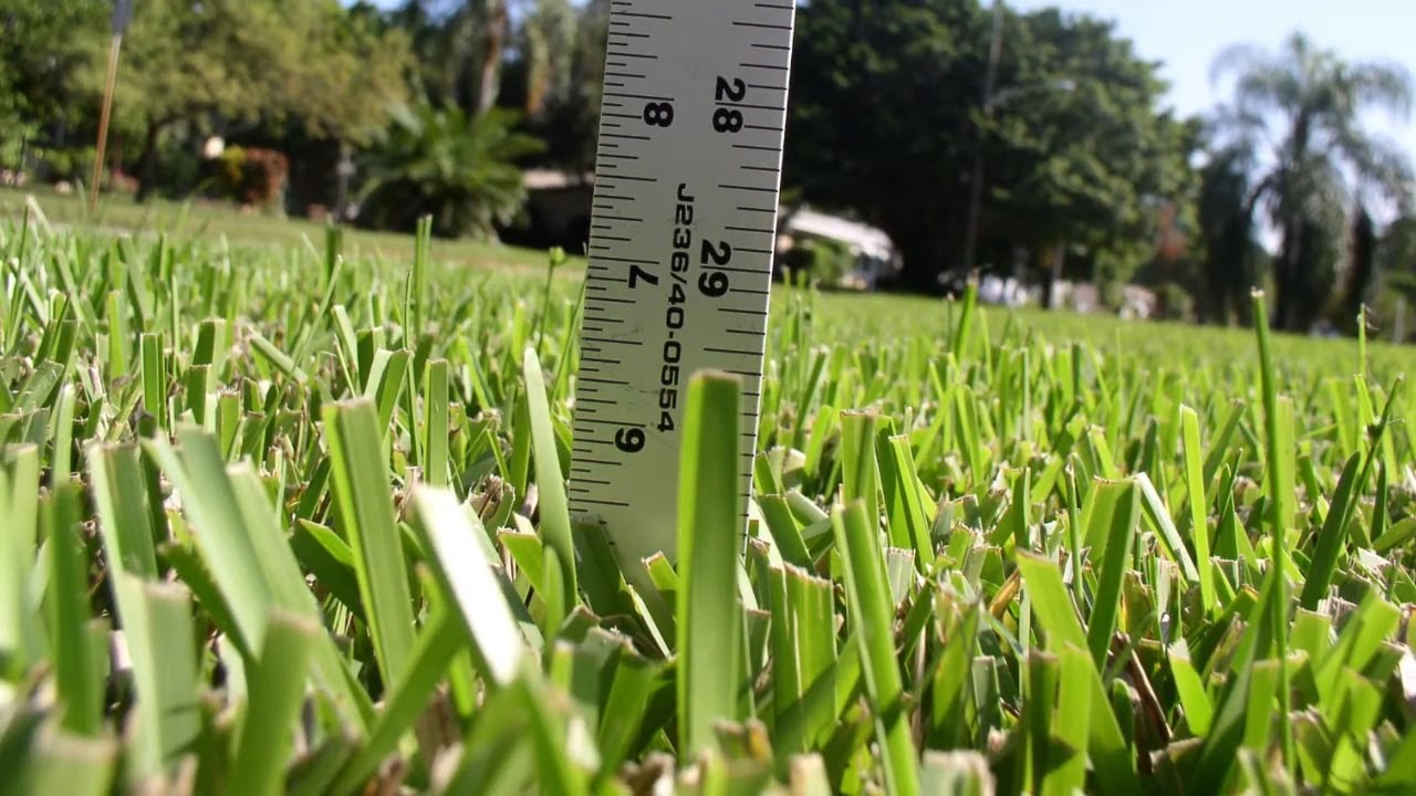 How Long To Cut St. Augustine Grass