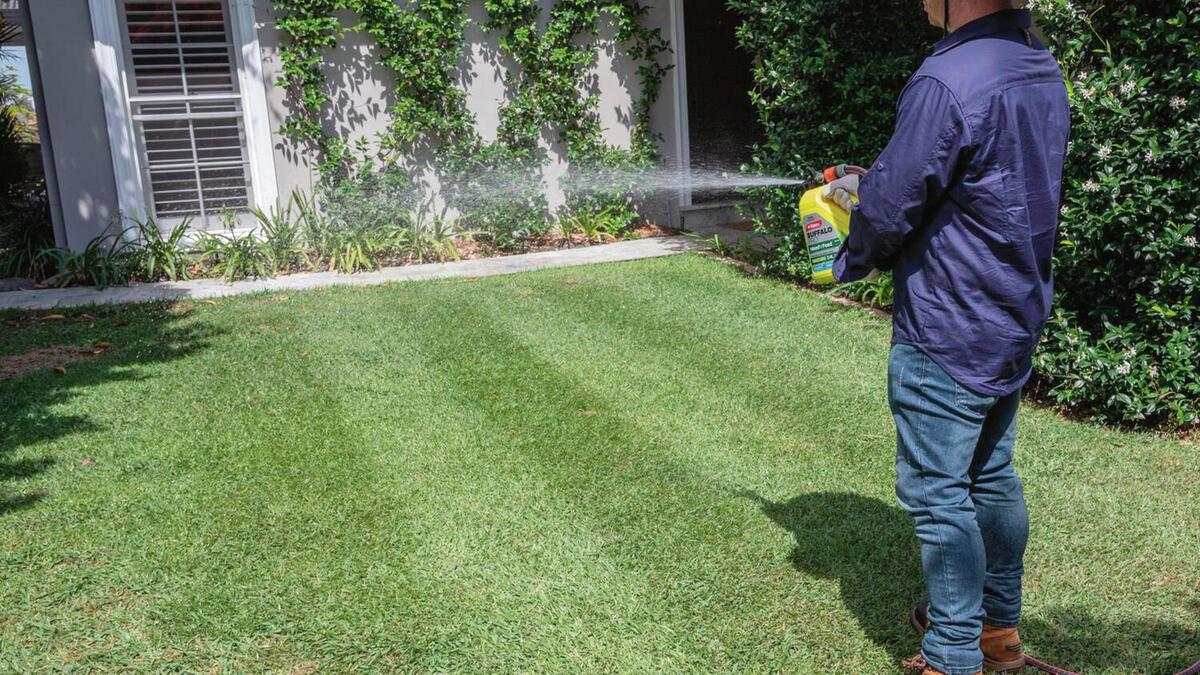 How Long To Wait To Cut Grass After Weed And Feed