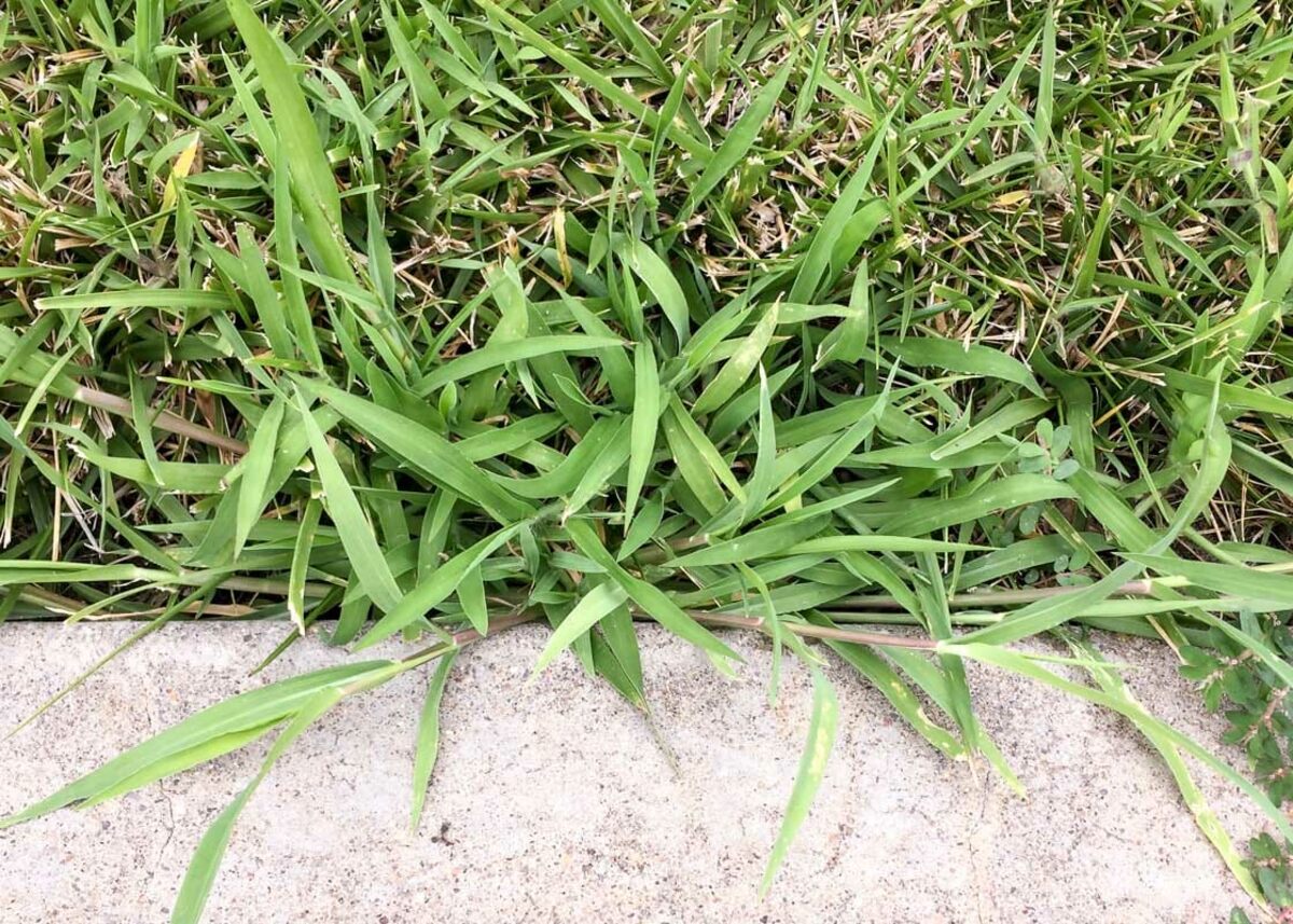 How Long To Wait To Plant Grass Seed After Crabgrass Preventer