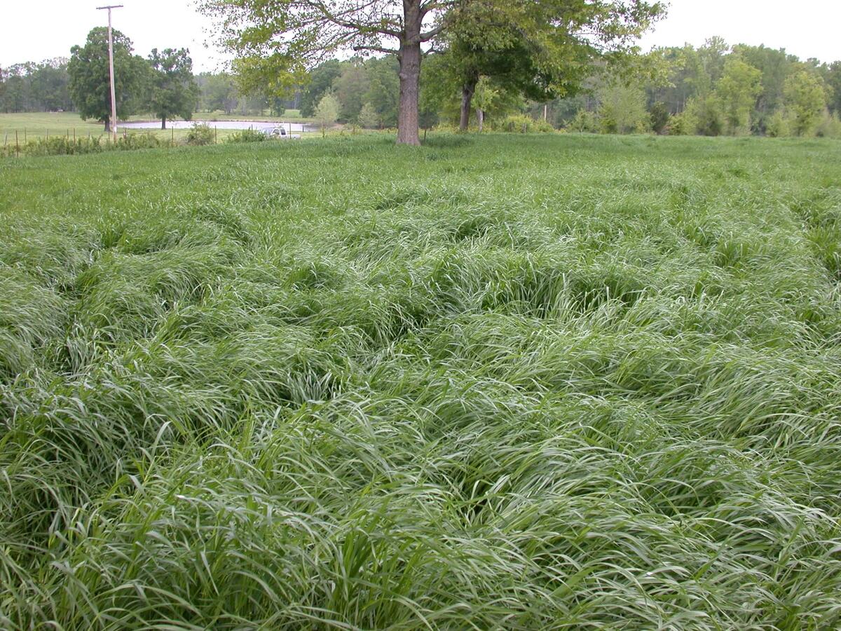 How Long Will Rye Grass Last