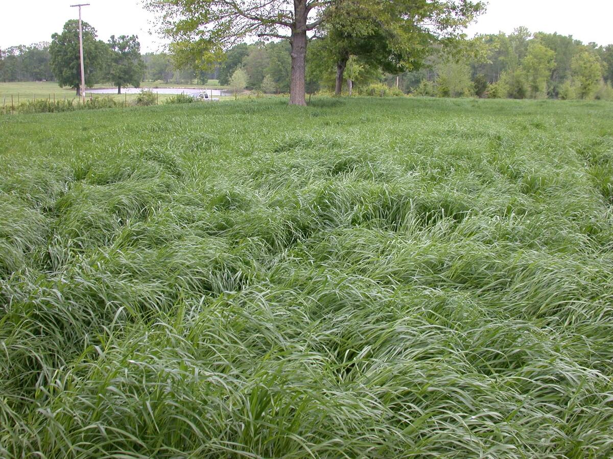 How Long Will Rye Grass Last | Storables