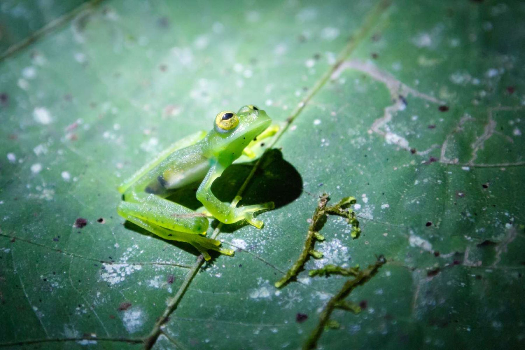 How Many Glass Frogs Are Left In The World