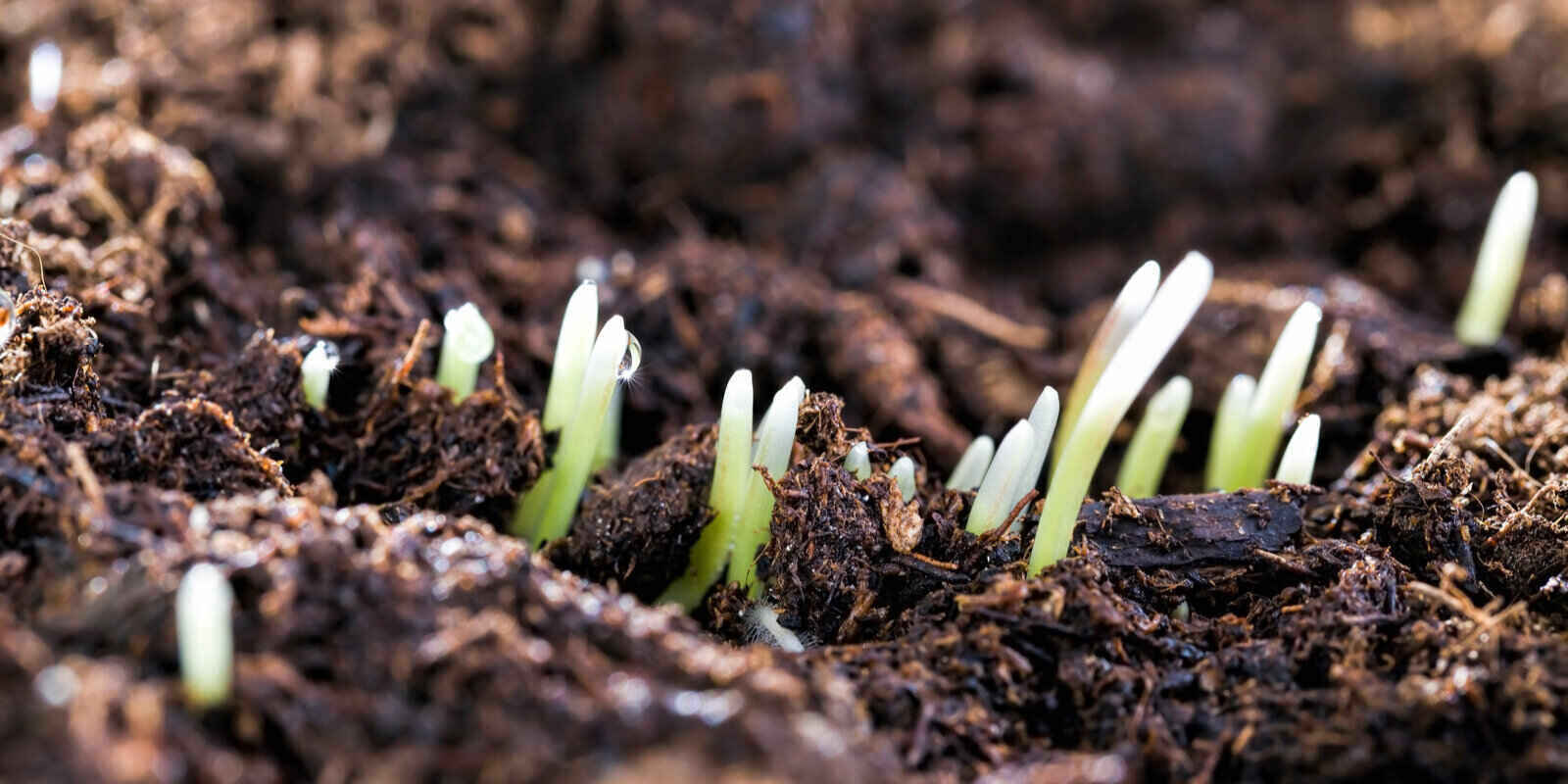 How Many Inches Of Topsoil To Grow Grass