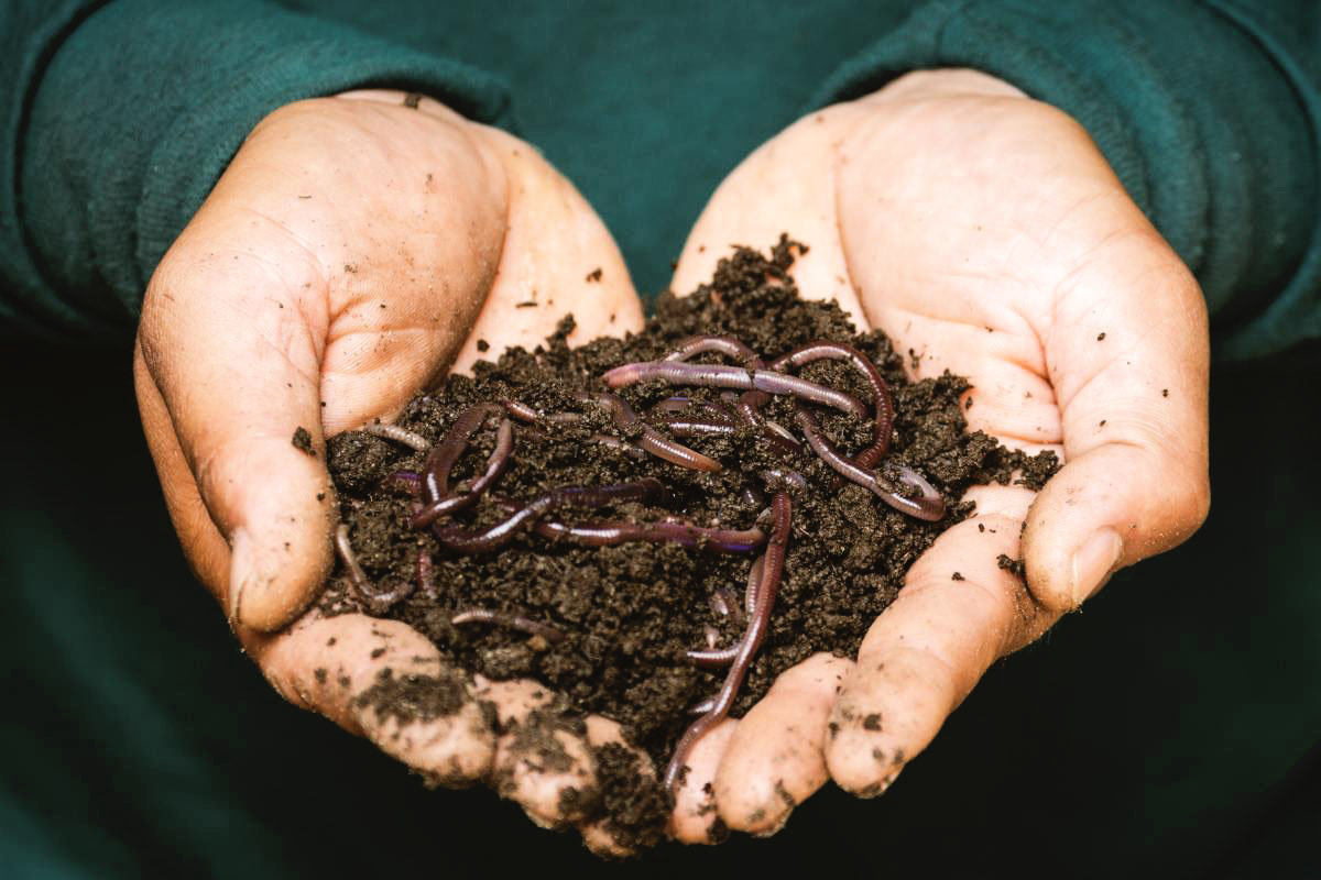 How Many Worms Do I Need For My Compost Bin