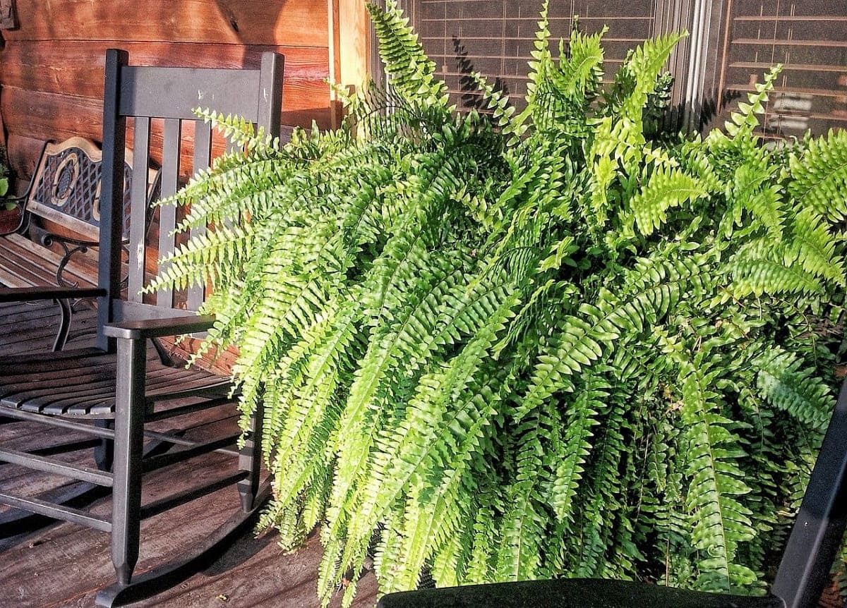 How Often Do You Water Outdoor Ferns