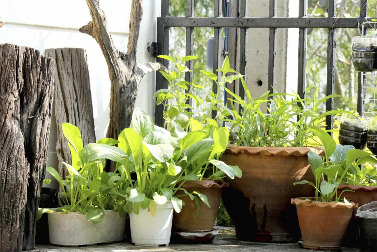 How Often Should I Feed My Outdoor Potted Plants