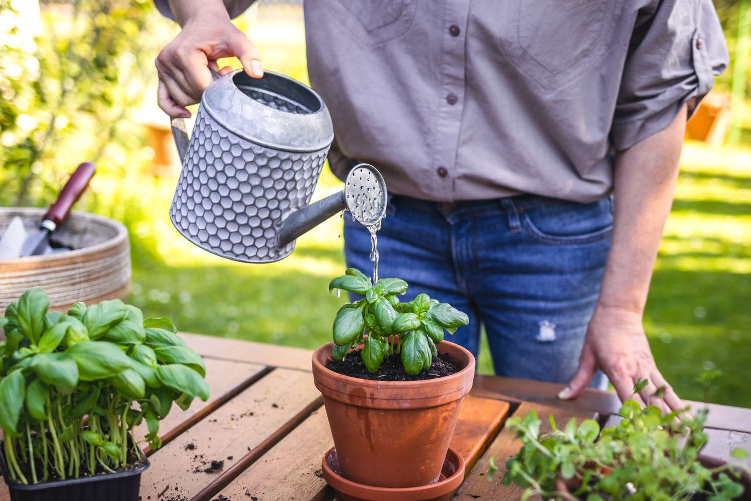 How Often Should I Water Outdoor Potted Plants?
