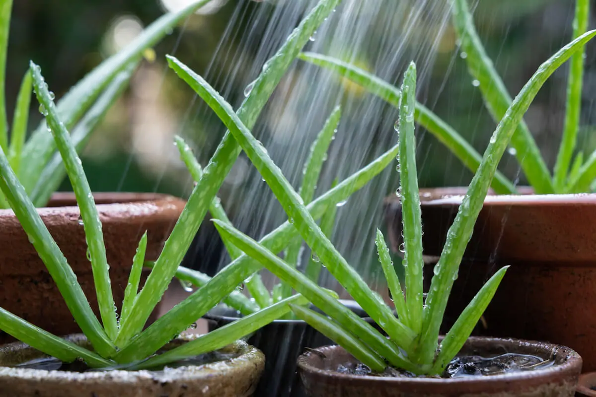 How Often Should Outdoor Succulents Be Watered?