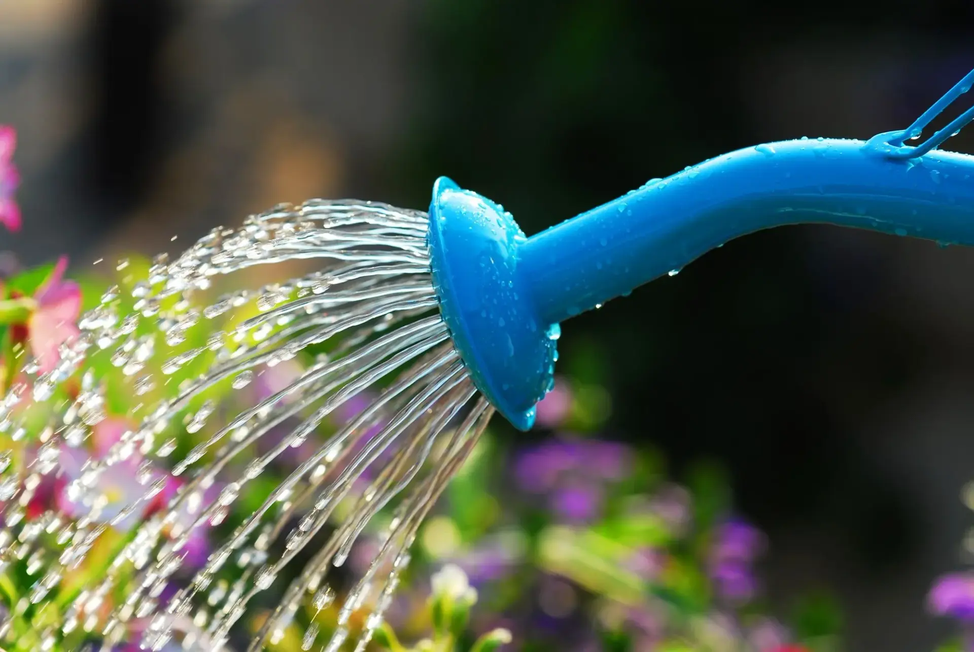 How Often Should You Water Outdoor Plants In Hot Weather