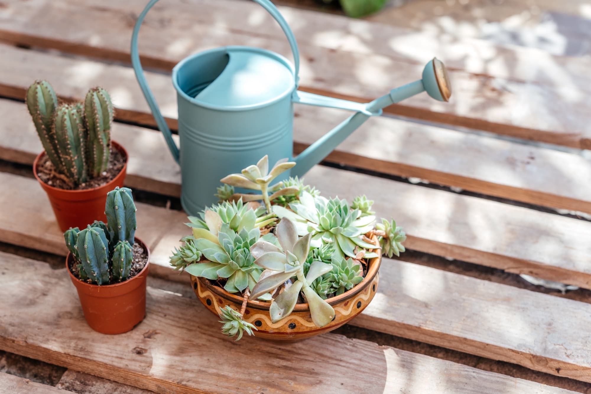 How Often Should You Water Outdoor Succulents?