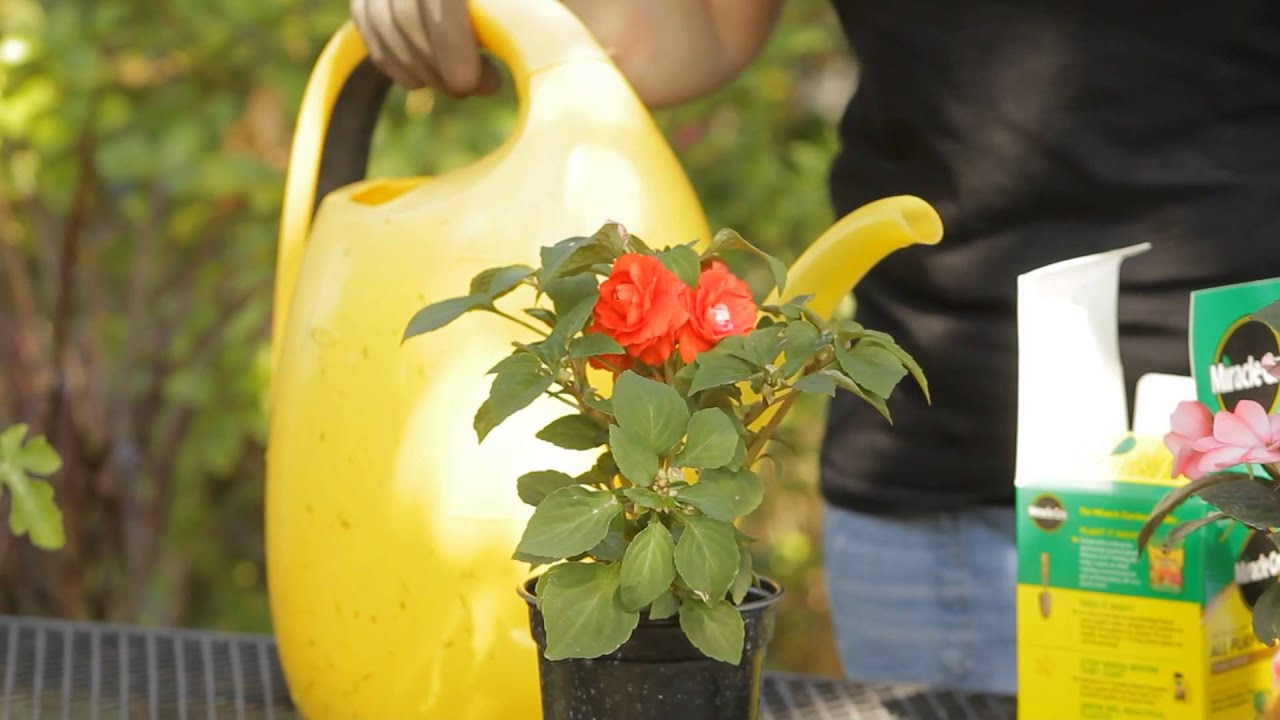 How Often To Fertilize Outdoor Potted Plants
