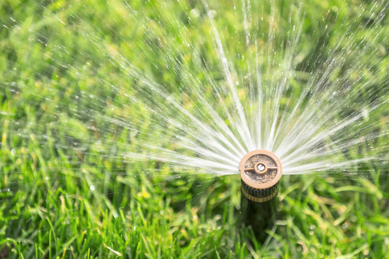 How Often To Grass Be Watered