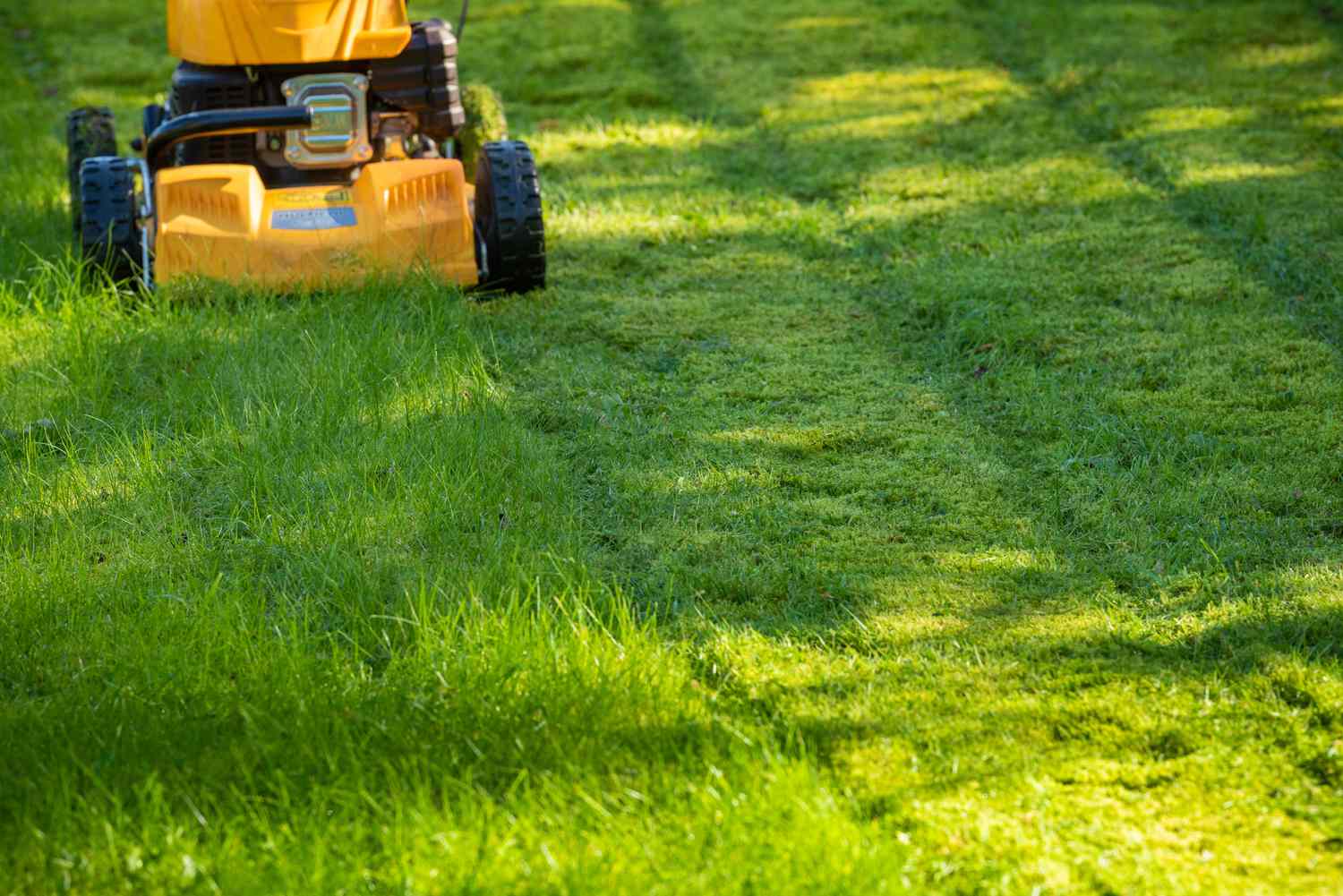 How Often To Mow The Grass