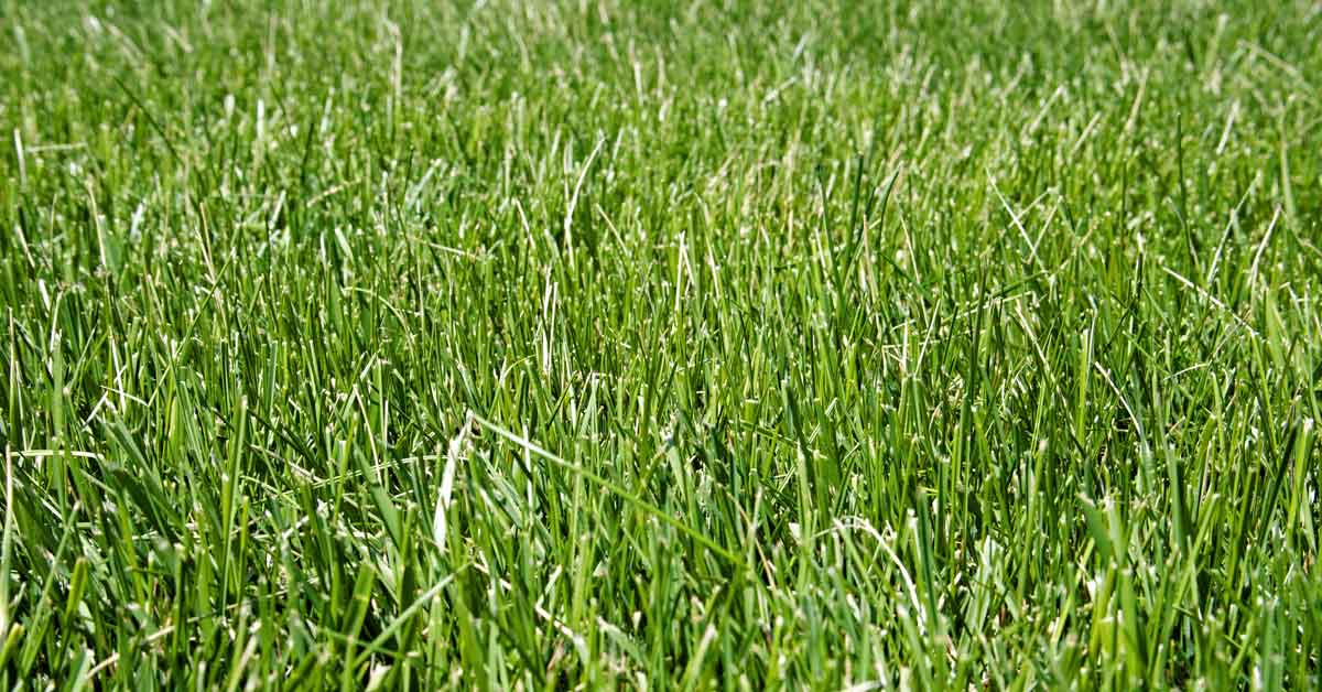 How Often To Water Fescue Grass