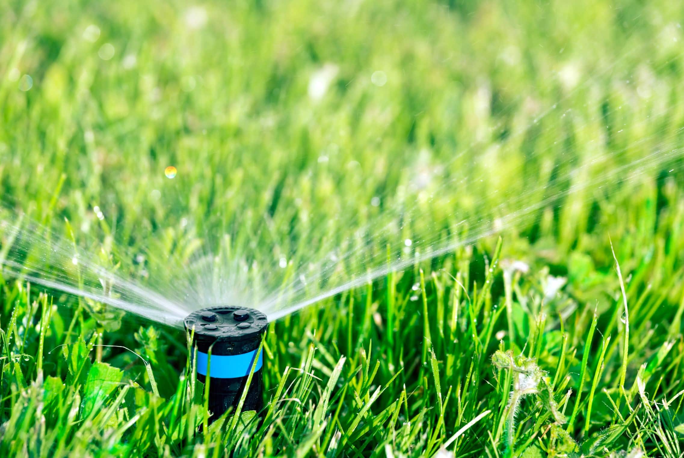 How Often To Water Grass In Texas