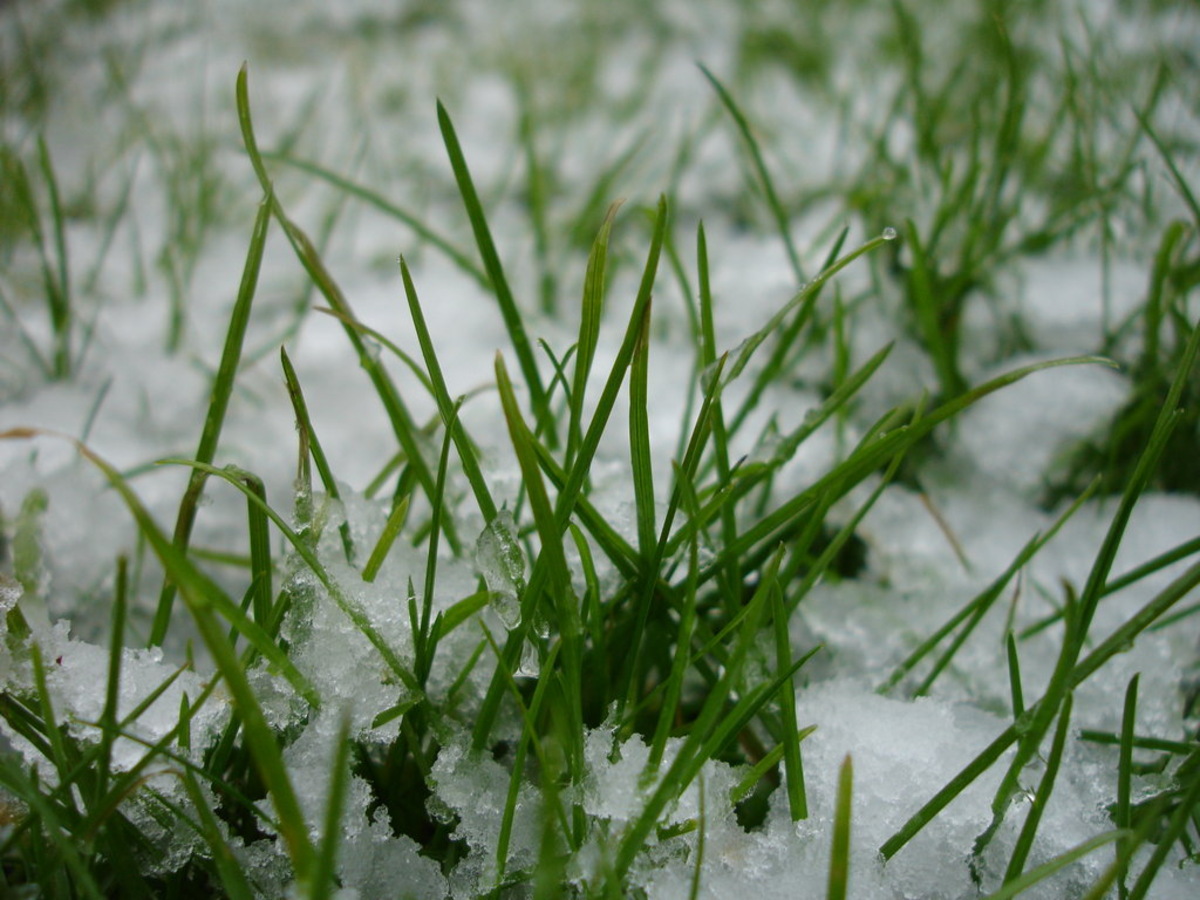 How Often To Water My Grass In The Winter