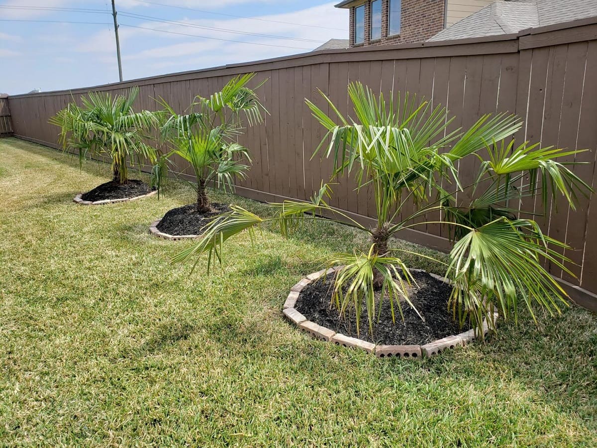 How Often To Water Outdoor Palm Trees