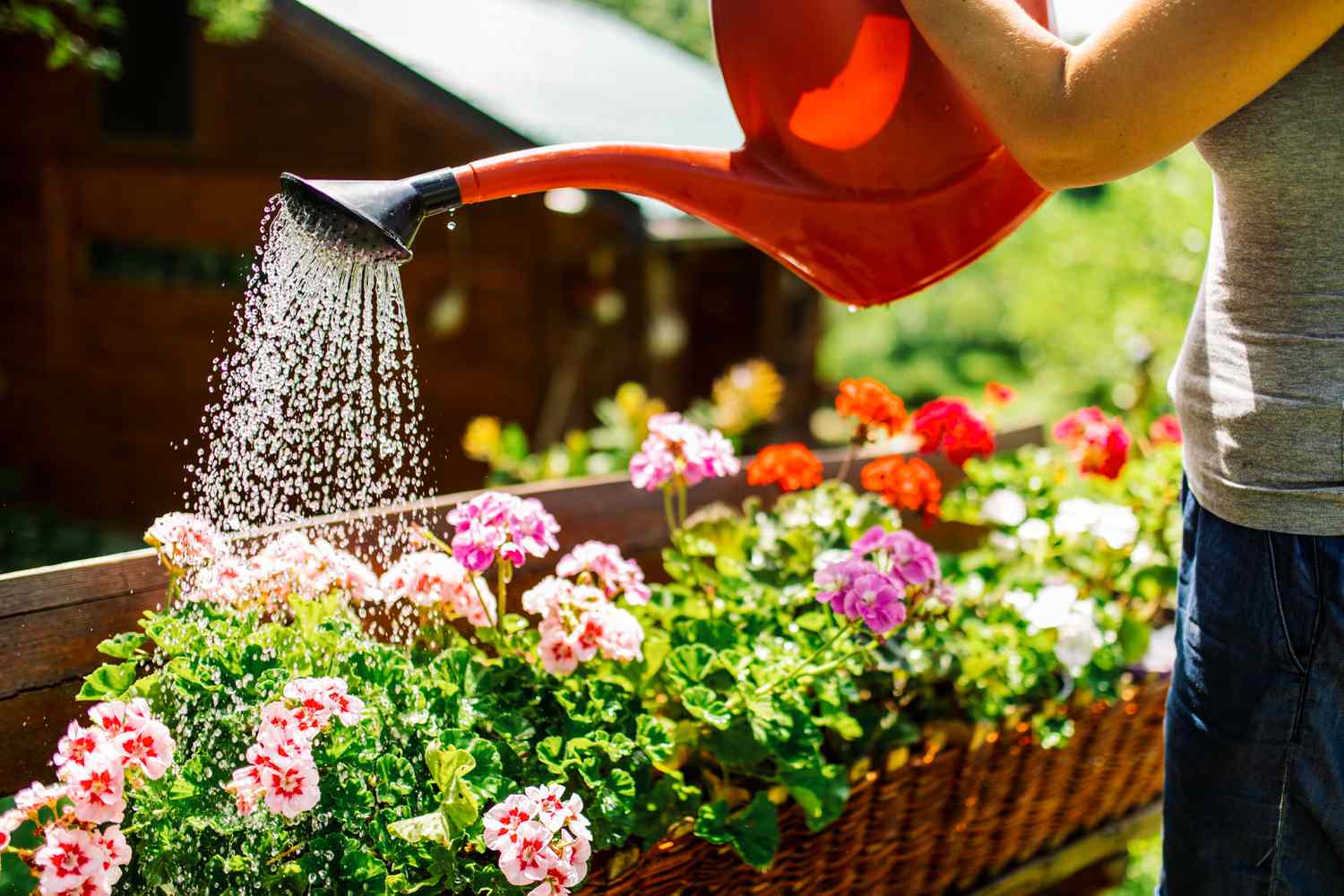 How Often To Water Outdoor Potted Flowers