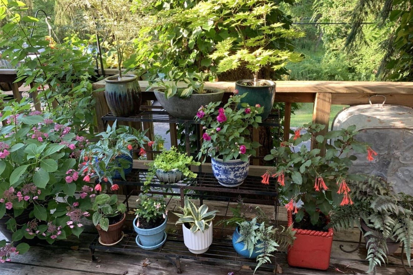 How Often To Water Outdoor Potted Plants