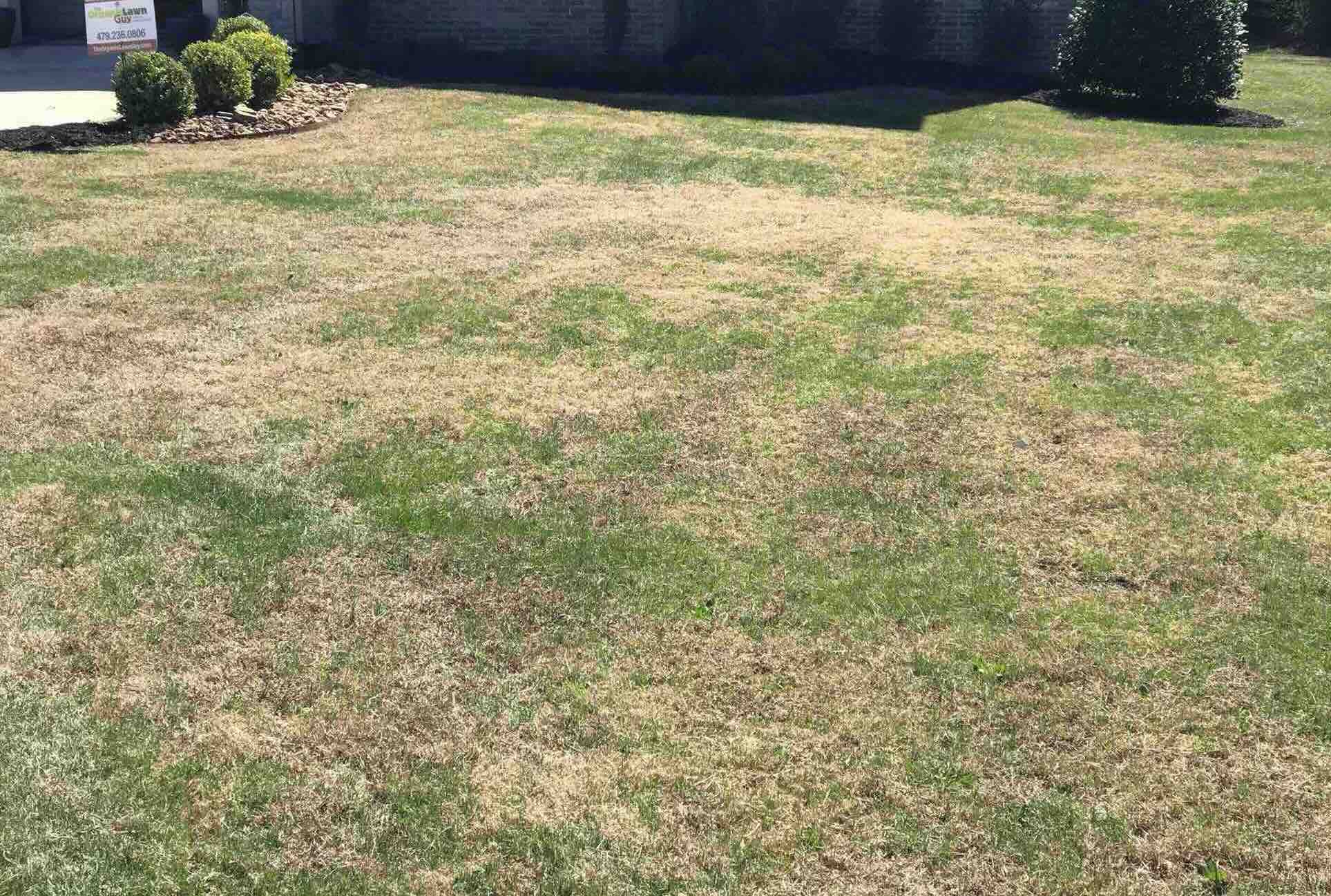 How Short To Scalp Bermuda Grass
