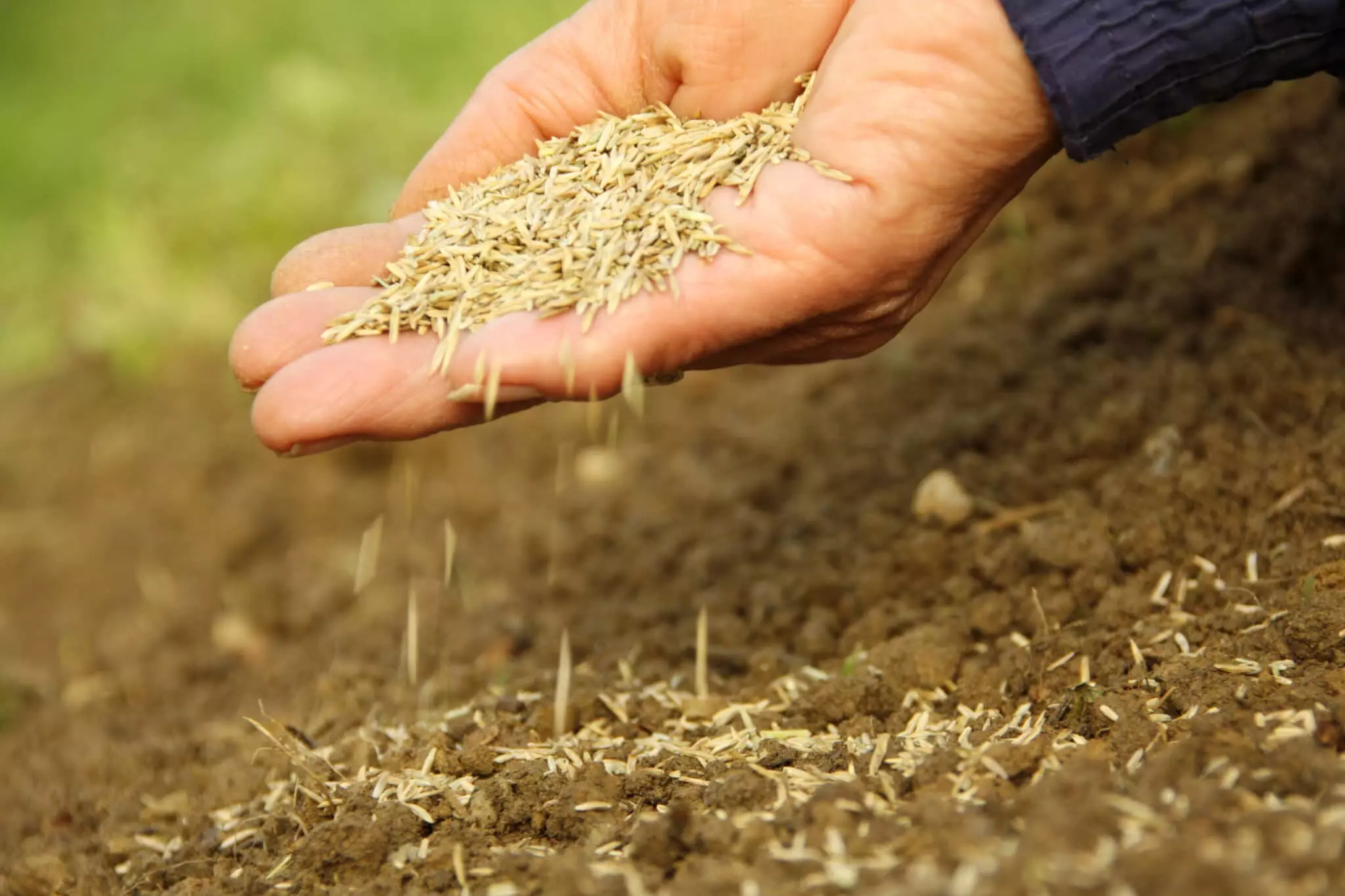How Soon To Plant Grass Seed