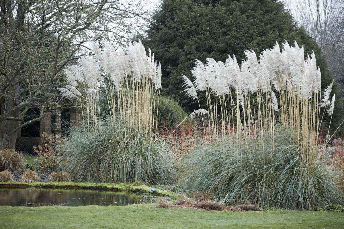How Tall Does Pampas Grass Grow