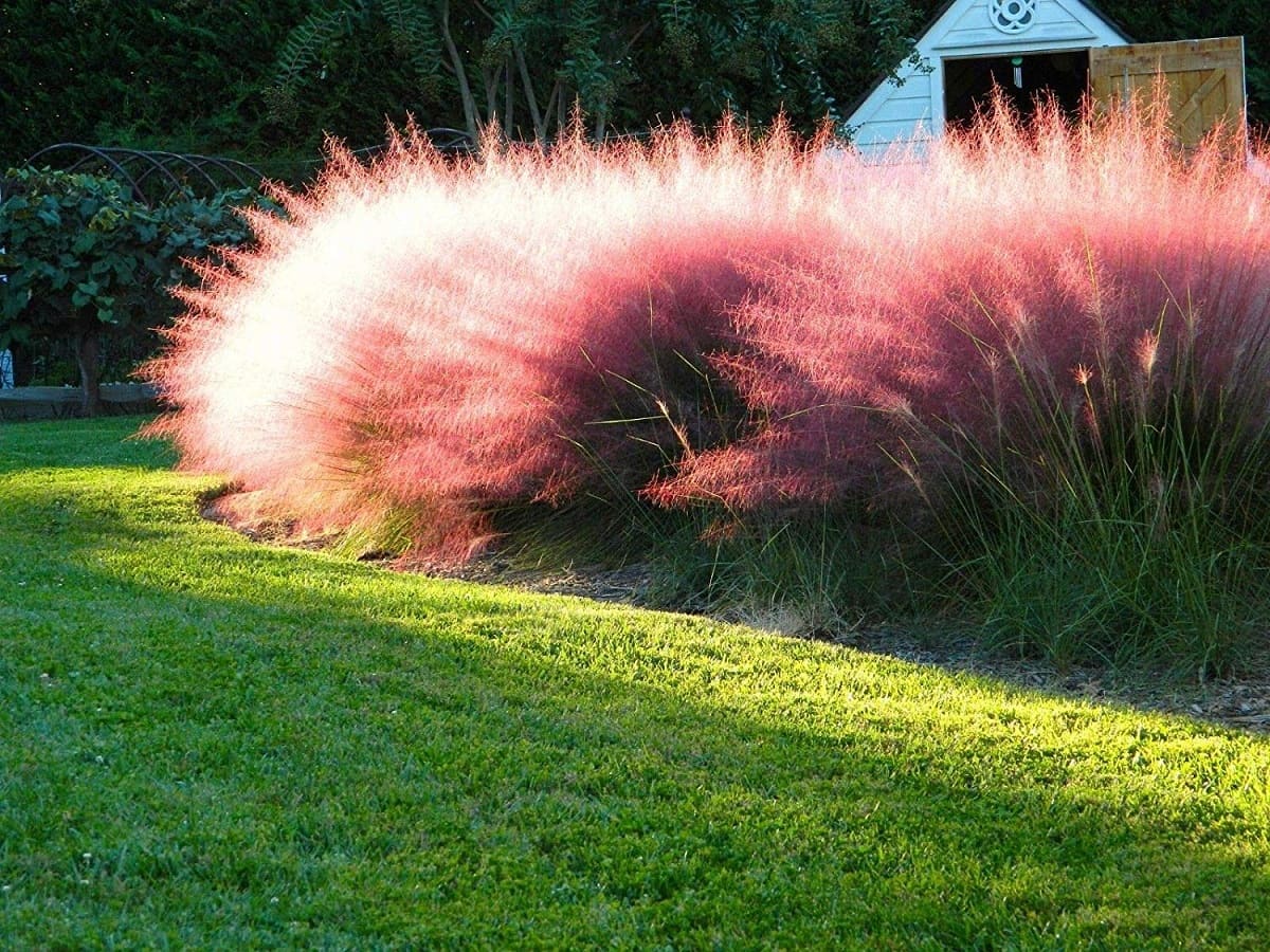 How Tall Does Pink Muhly Grass Get