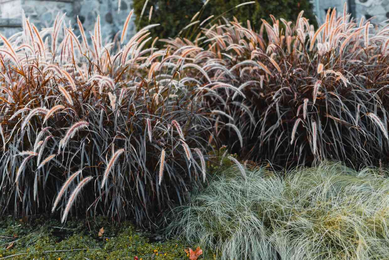 How Tall Does Purple Fountain Grass Get