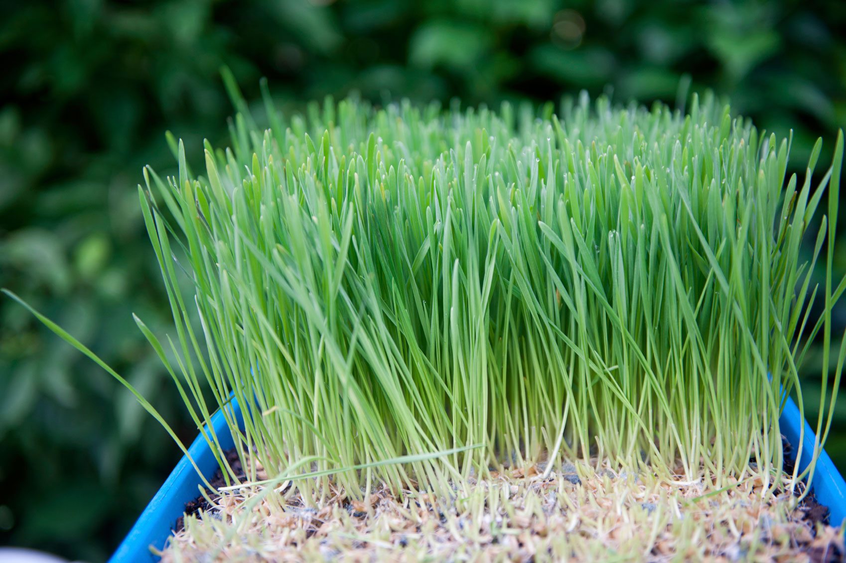 How Tall Does Wheat Grass Grow