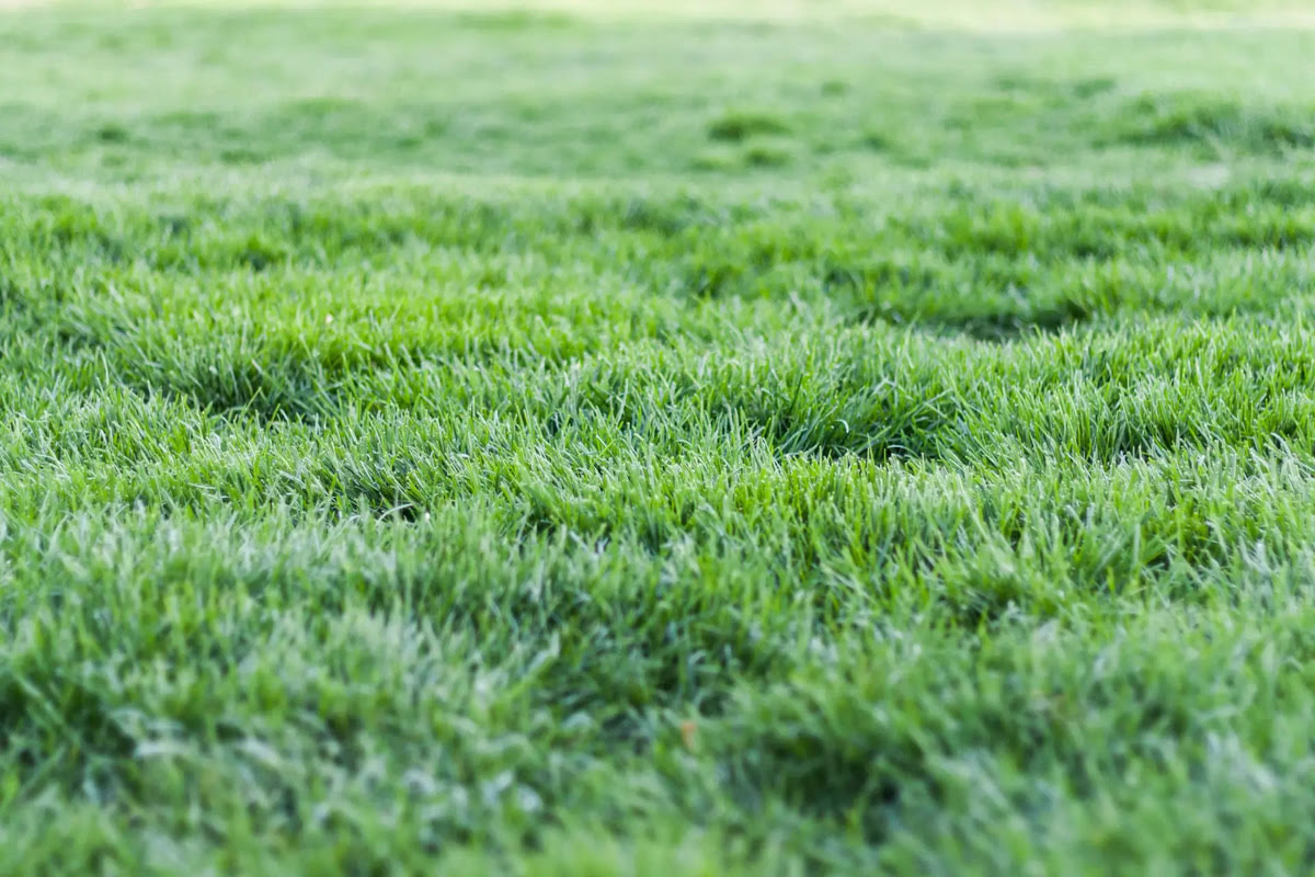 How To Add Grass Seed To Existing Lawn