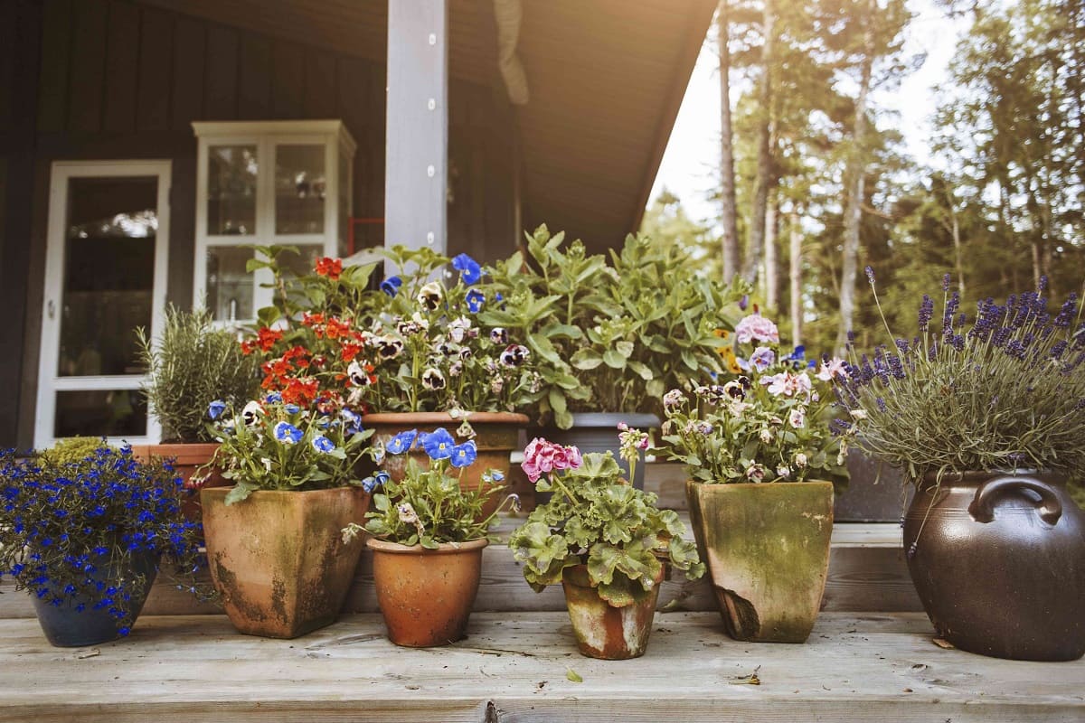 How To Arrange Plants Outdoor