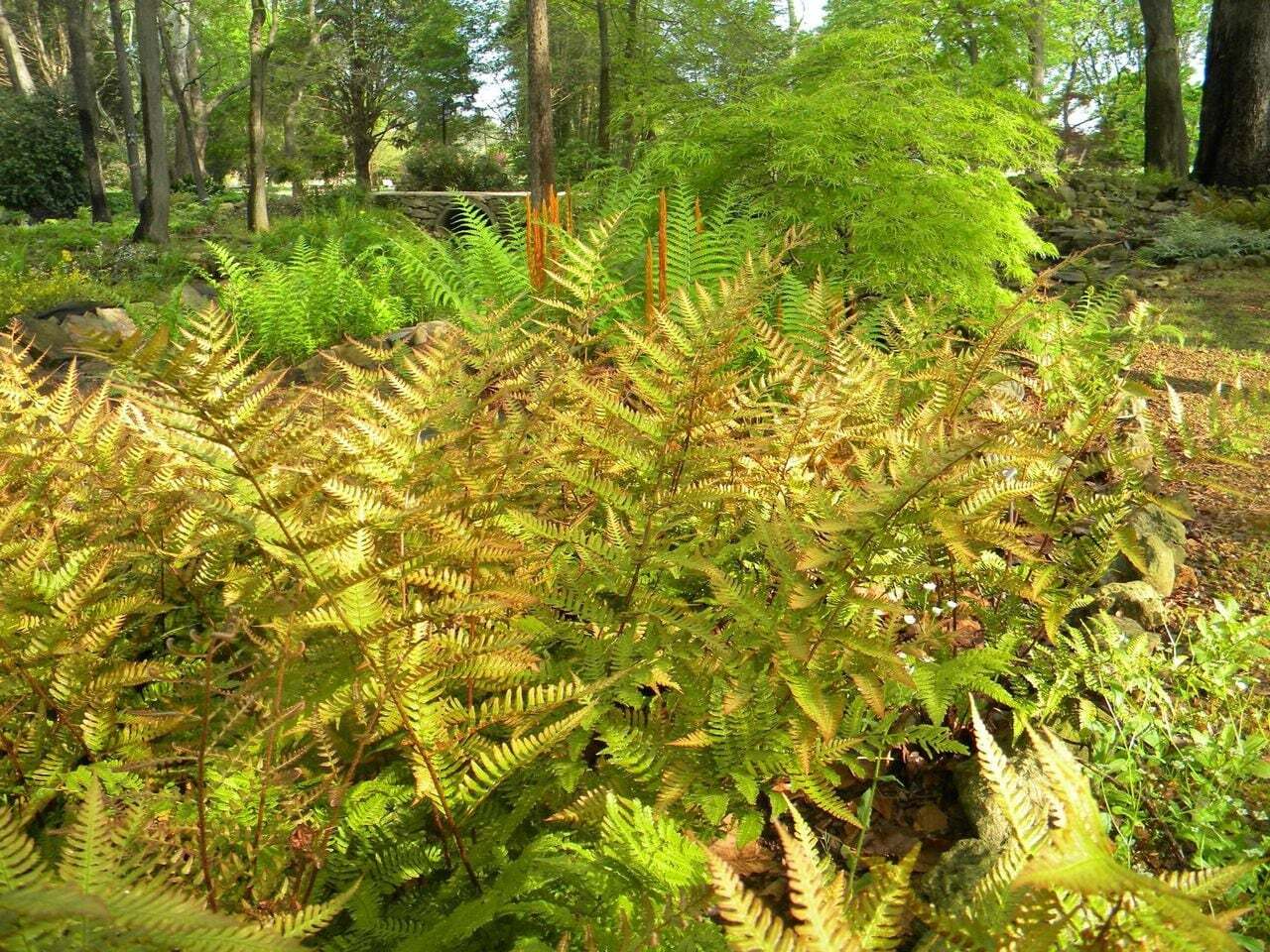 How To Bring Outdoor Ferns Back To Life