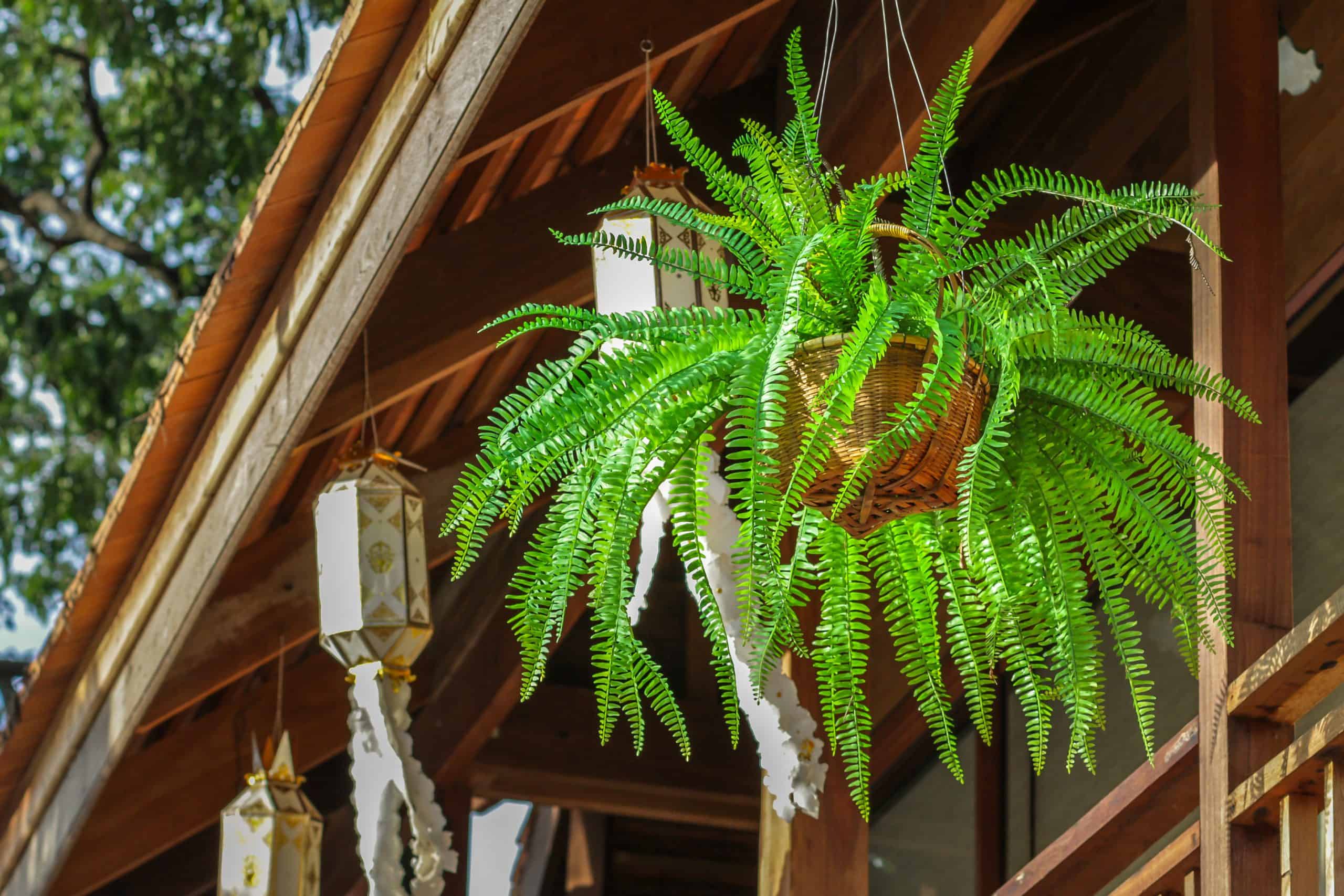 How To Care For An Outdoor Fern
