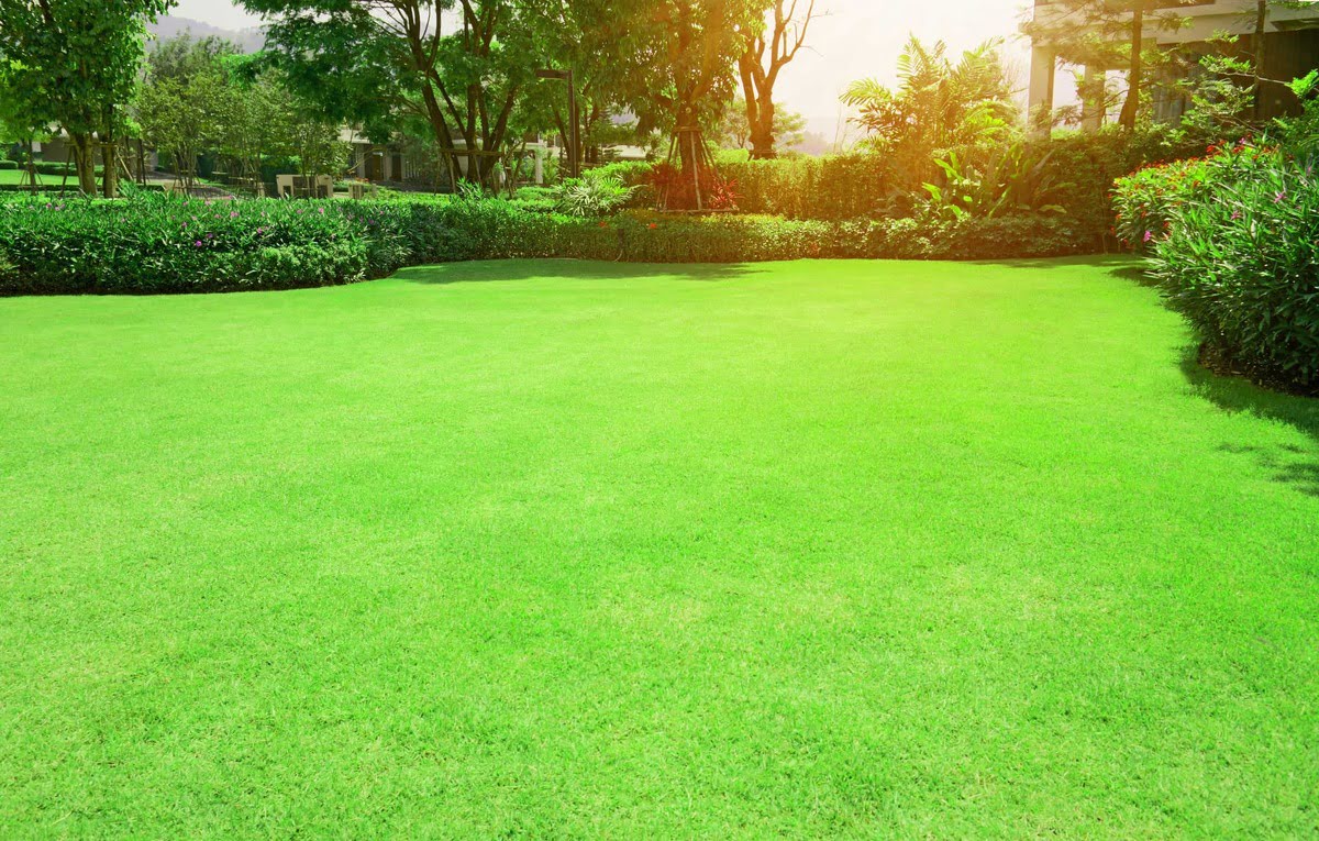 How To Care For Bermuda Grass